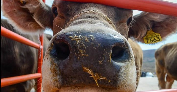 Se han interceptado 32 cargamentos de ganado con gusano barrenador: Senasica