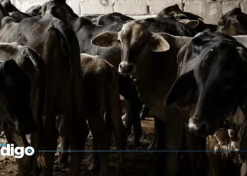 Ganaderos proponen acciones ante impacto económico por cierre de frontera por el gusano barrenador