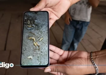 Ganado de Nicaragua a planta de SuKarne en México causa preocupación por gusano barrenador