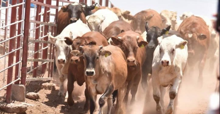 Gobierno de Sonora y Senasica refuerzan acciones contra el gusano barrenador