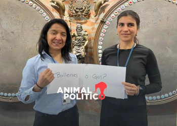 Investigadoras buscan medidas para blindar el Golfo de California de proyectos de gas licuado