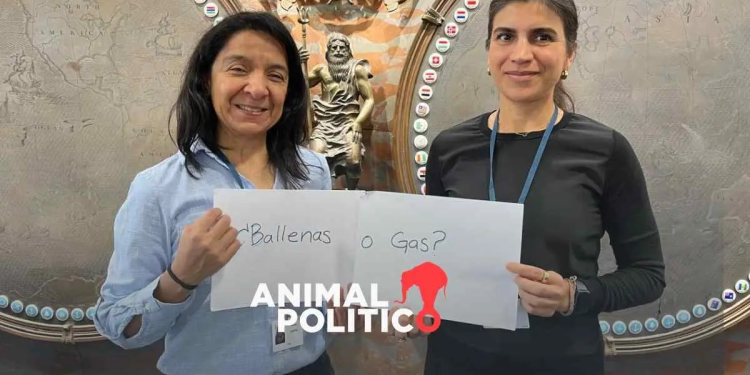 Investigadoras buscan medidas para blindar el Golfo de California de proyectos de gas licuado