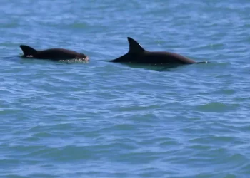 Pronatura lidera estrategia sustentable para proteger a la vaquita marina en el Alto Golfo