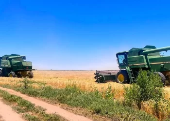 Disminuye cosecha de semilla para trigo en los valles de Mexicali y de SLRC Sonora 