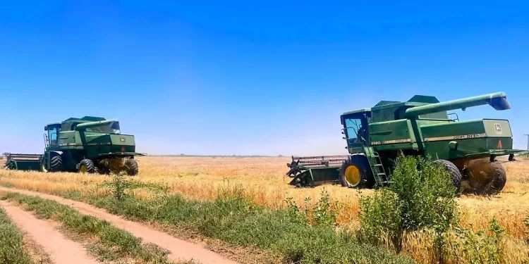 Disminuye cosecha de semilla para trigo en los valles de Mexicali y de SLRC Sonora 