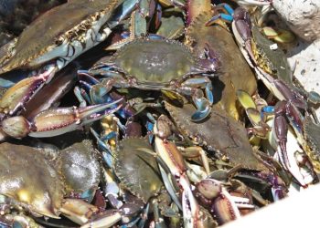 Arranca este jueves 10 de julio temporada de captura de jaiba en el Golfo de California, Sonora y Sinaloa