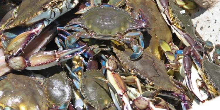 Arranca este jueves 10 de julio temporada de captura de jaiba en el Golfo de California, Sonora y Sinaloa