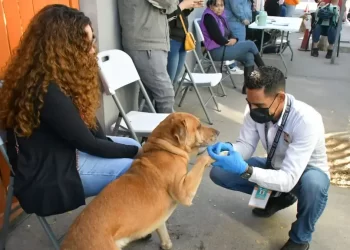 Suspenderán Jornadas de Castración y Esterilización este Verano en Hermosillo