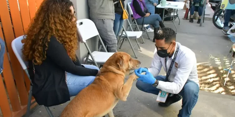 Suspenderán Jornadas de Castración y Esterilización este Verano en Hermosillo