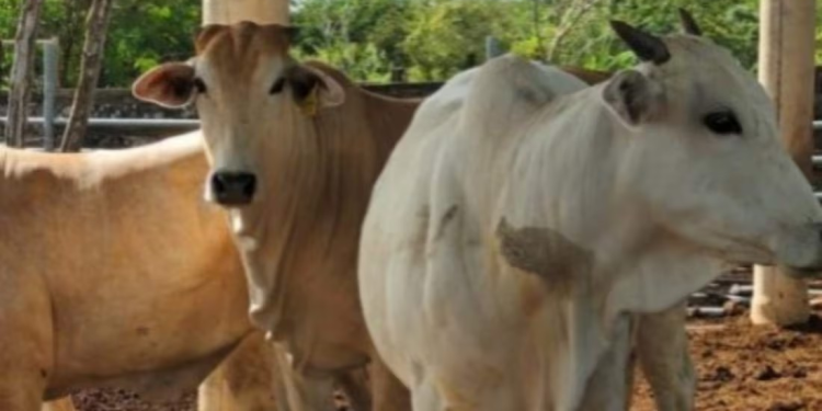 Instalan trampas para detectar gusano barrenador en ganado de Sonora y Chihuahua; buscan adelantar reapertura de fronteras