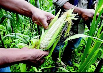 México alcanzará autosuficiencia de maíz blanco este 2025, resalta Sader