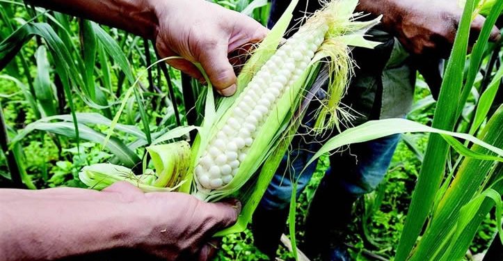 México alcanzará autosuficiencia de maíz blanco este 2025, resalta Sader