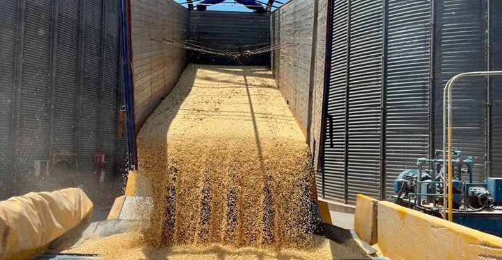 Campesinos de Sinaloa piden frenar importaciones de maíz blanco