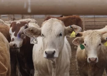 Pide Sonora a EU excepción en frontera por gusano barrenador