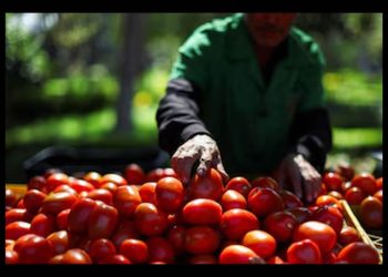 México califica como injusto el arancel del 17.09%: “Sustituir al tomate mexicano es inviable”