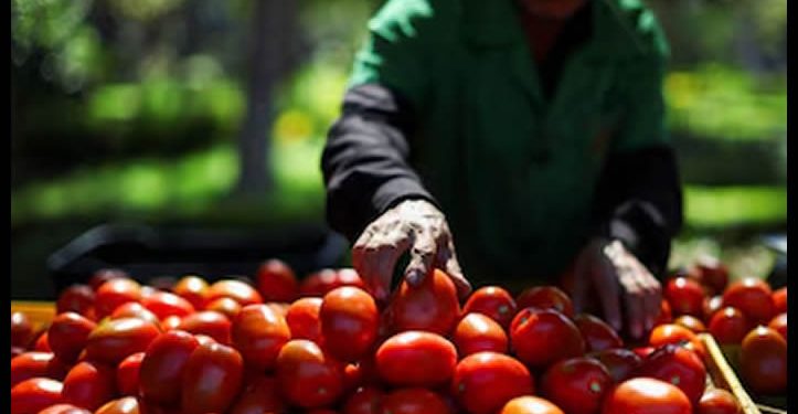 México califica como injusto el arancel del 17.09%: “Sustituir al tomate mexicano es inviable”