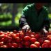 México califica como injusto el arancel del 17.09%: “Sustituir al tomate mexicano es inviable”