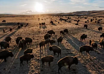 ¿Por qué todos los bisontes americanos tienen algo de ADN bovino?