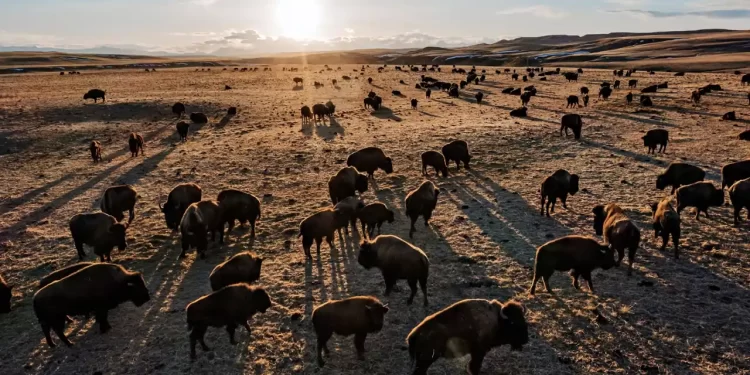 ¿Por qué todos los bisontes americanos tienen algo de ADN bovino?