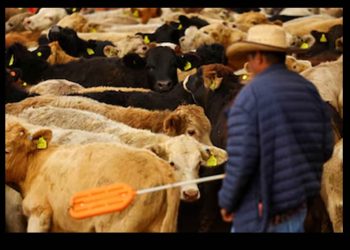 EEUU vuelve a cerrar su frontera al ganado mexicano por presencia de gusano barrenador en Veracruz