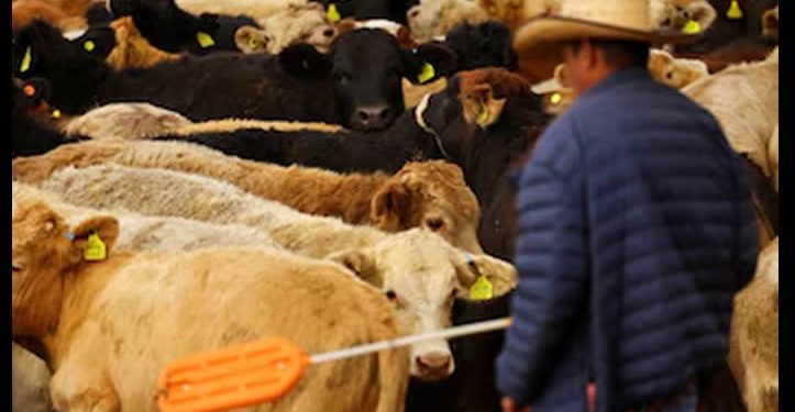 EEUU vuelve a cerrar su frontera al ganado mexicano por presencia de gusano barrenador en Veracruz
