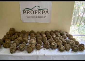 Cactáceas ilegales: Profepa desmantela red de tráfico internacional 