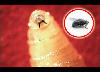 Recorte presupuestal impidió producir moscas estériles para combatir al gusano barrenador: CNA