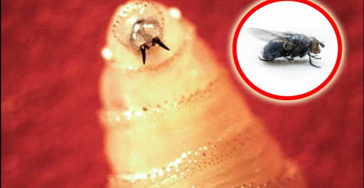 Recorte presupuestal impidió producir moscas estériles para combatir al gusano barrenador: CNA