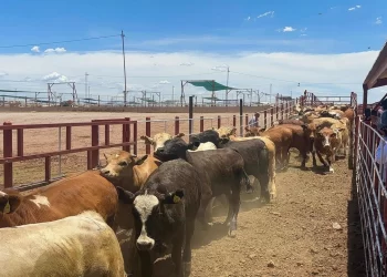 Reanudan exportación de ganado de Sonora a EU, tras casi dos meses de cierre