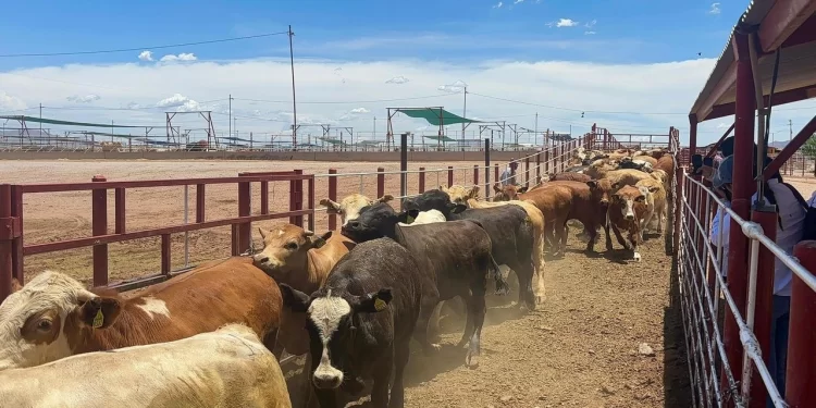 Reanudan exportación de ganado de Sonora a EU, tras casi dos meses de cierre