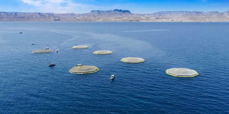 Las prácticas de acuicultura regenerativa de Santomar reconocidas por la Comisión Nacional de Acuacultura y Pesca de México