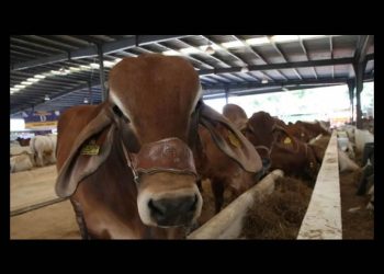 SuKarne cede a presiones de ganaderos y no recibe embarque de 5 mil cabezas de ganado de Nicaragua