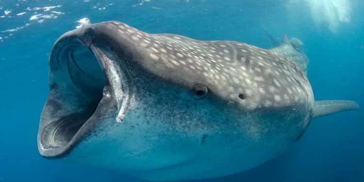 El majestuoso tiburón ballena está en peligro otra vez