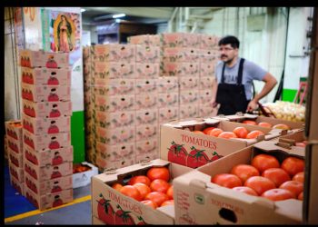 Estados Unidos consuma el golpe comercial al campo mexicano: cobrará un 17% de arancel a las importaciones de tomate