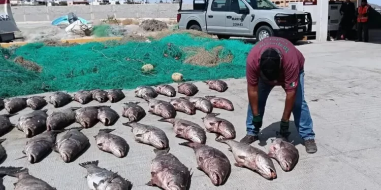 México impone trazabilidad a totoaba de cultivo para su exportación e importación