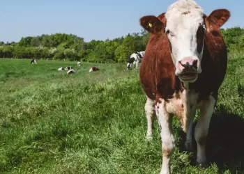 Productores celebran reapertura gradual de EU al ganado mexicano