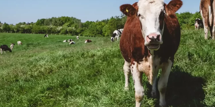 Productores celebran reapertura gradual de EU al ganado mexicano