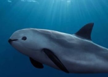 Esperanza para la vaquita marina: detectan su presencia en 41 monitoreos acústicos