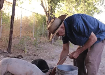 Cerdos rezaga de Sonora acaparan el mercado en Sinaloa; la producción local no tiene prioridad