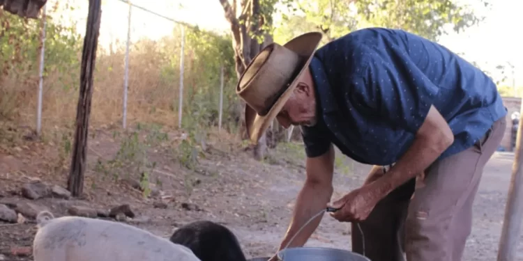 Cerdos rezaga de Sonora acaparan el mercado en Sinaloa; la producción local no tiene prioridad