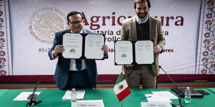 México y Emiratos Árabes realizarán 4º Festival Internacional de la Palma Datilera en Baja California y Sonora en noviembre de 2025