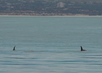 Topografía de supervivencia: la última batalla de la vaquita