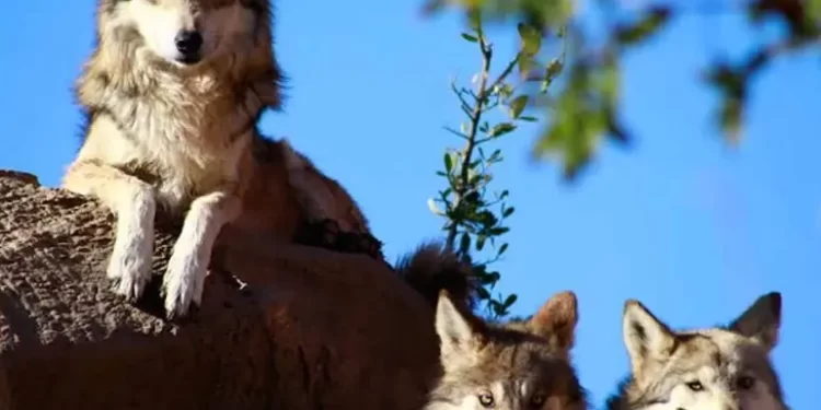 Lobo Mexicano volvió de la extinción gracias a zoológicos: AZCARM