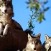 Lobo Mexicano volvió de la extinción gracias a zoológicos: AZCARM