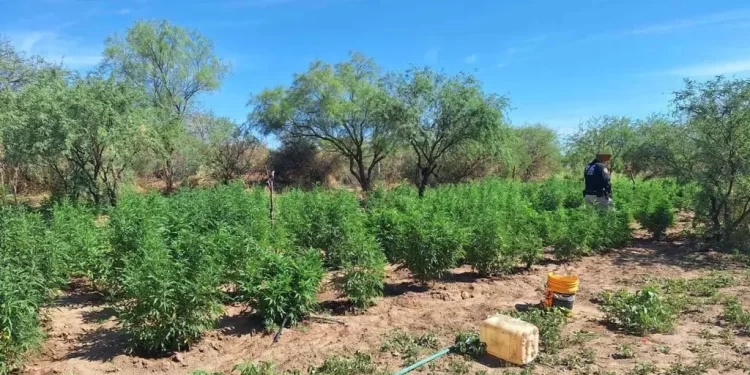 Aseguran Plantío de Marihuana en Magdalena de Kino; Detienen a Encargado de Riego