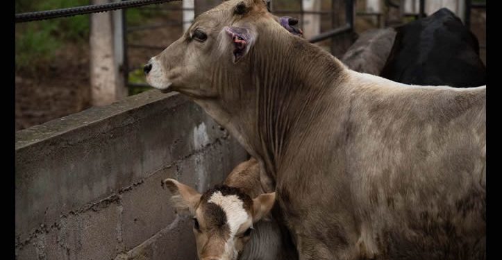 Plan EU-México contra el gusano barrenador, decisivo para reabrir exportaciones: CNA