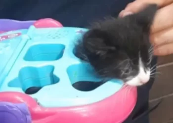 Bomberos de Hermosillo Rescataron a Gatito Atrapado en Juguete