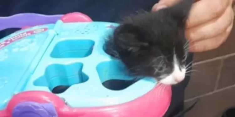 Bomberos de Hermosillo Rescataron a Gatito Atrapado en Juguete