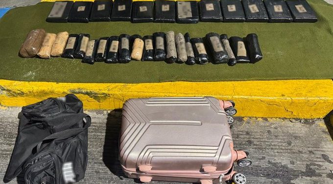 Perritos oficiales descubren 32 paquetes de cocaína de la central camionera en Nogales