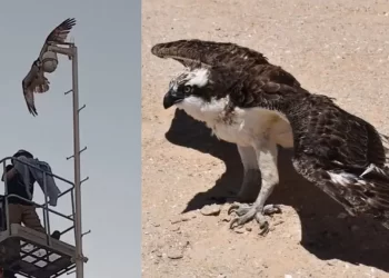 Rescatan a Águila Pescadora Atrapada en Cámara de Vigilancia del C5 en Puerto Peñasco